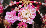 Cactus with pink flowers, closeup of cactus flower.