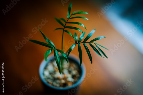 テーブルの上の観葉植物 photo
