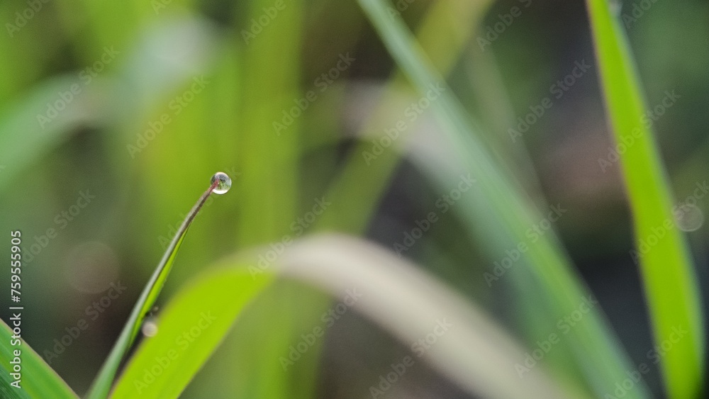 Water drop closeup, grass with water drop, water drop on the green grass, Water drop closeup, grass with water drop, water drop on the green grass,