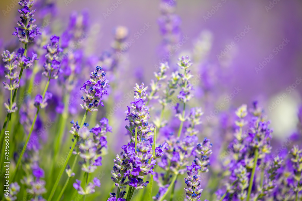 Spring lavender flowers under sunlight. Lilac flowers close up. Beautiful landscape of nature with a panoramic view. Hi spring. long banner Spring lavender flowers under sunlight. Lilac flowers close up. Beautiful landscape of nature with a panoramic view. Hi spring. long banner