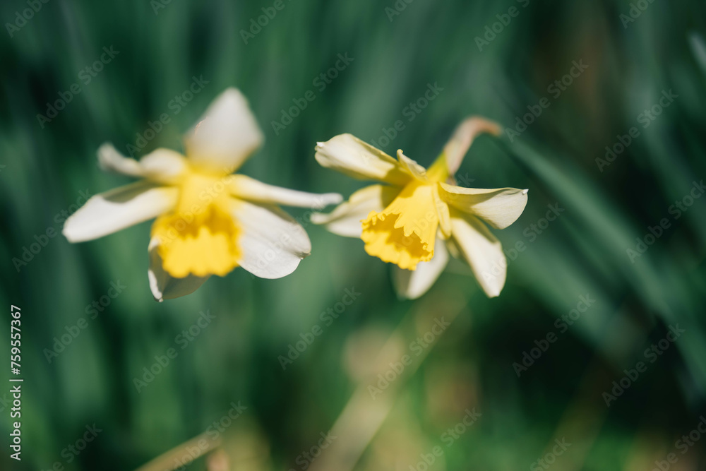 yellow narcissuses under the sunlight, Beautiful yellow daffodils yellow narcissuses under the sunlight, Beautiful yellow daffodils