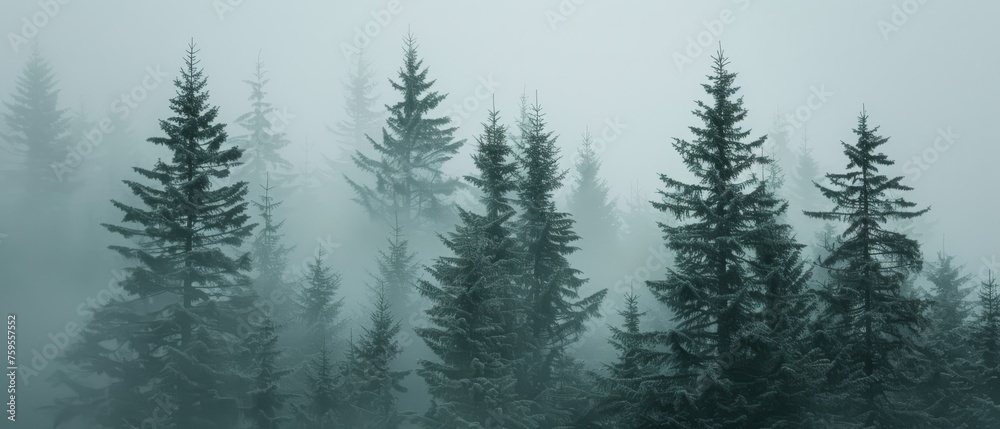 a forest filled with lots of tall trees covered in fog and smogged in smogged in snow. a forest filled with lots of tall trees covered in fog and smogged in smogged in snow.