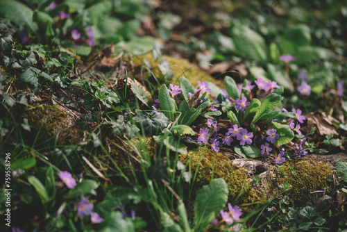 Miniature Field Violet Small Flowers, Spring Fields Flowers