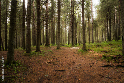 View of the coniferous forest in Karelia photo