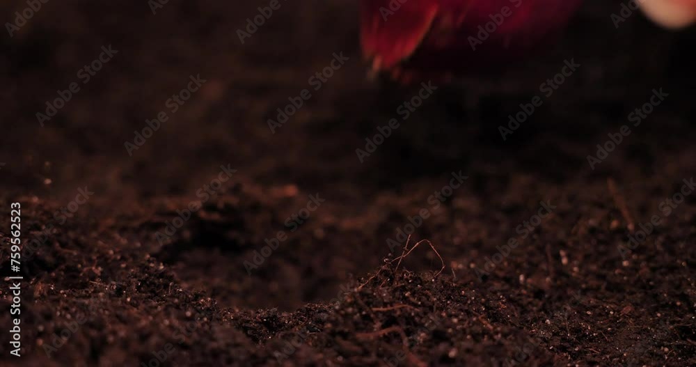 Close-up of planting an onion bulb in fertile black soil. Growing healthy organic vegetables, onions, in your garden bed. Spring planting of onions in fertile soil to obtain a rich harvest.