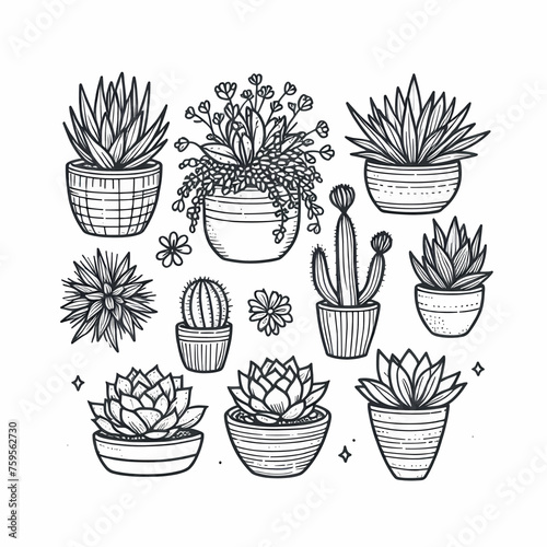 Outline drawings plants, succulents in pot vector illustration