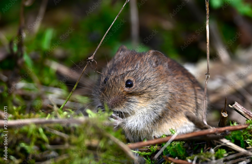 Rötelmaus // Bank vole (Myodes glareolus) Rötelmaus // Bank vole (Myodes glareolus)