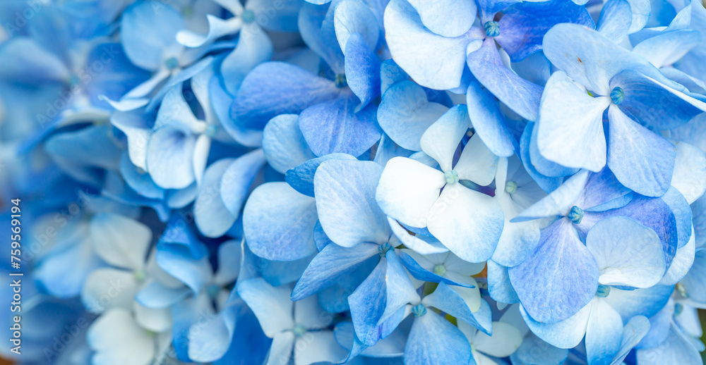 Blue flowers close up. Bouquet of purple flowers. City flower beds, a beautiful and well-groomed garden with flowering bushes. Blue flowers close up. Bouquet of purple flowers. City flower beds, a beautiful and well-groomed garden with flowering bushes.