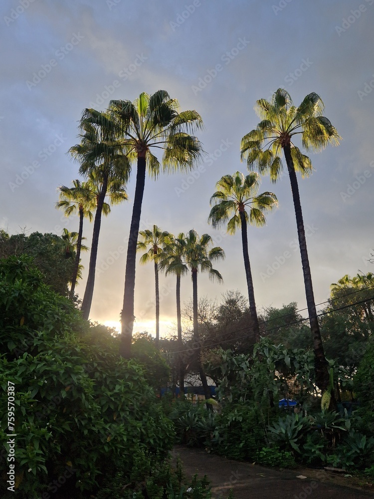 Tall Washingtonia palms against the backdrop of the sunset sky