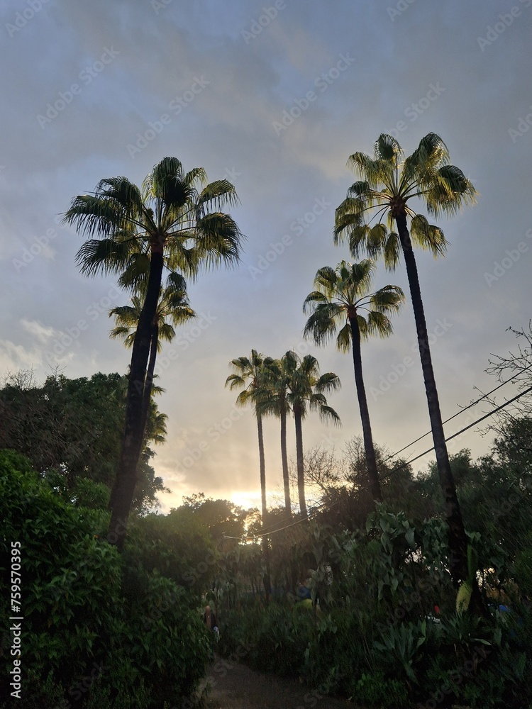 Tall Washingtonia palms against the backdrop of the sunset sky