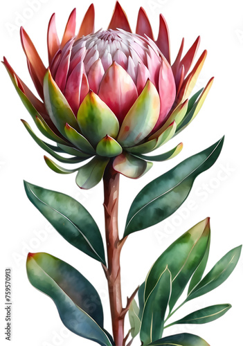 Watercolor painting of King Protea (Protea cynaroides) flower.  photo