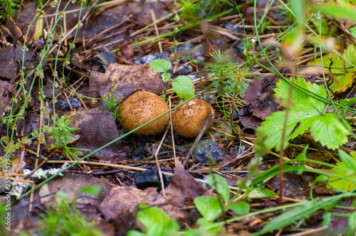 Lycoperdon nigrescens, commonly known as the Dusky Puffball. This ubiquitous mushroom is frequently found in acid coniferous woodland. There is a suspicion that it may be slightly poisonous.