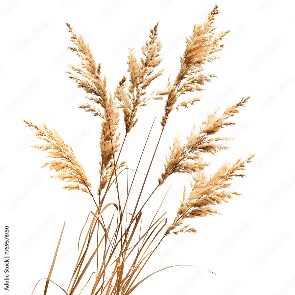 Pampas grass on a white background, dry spikelets, Dry reeds in boho style Pampas grass on a white background, dry spikelets, Dry reeds in boho style