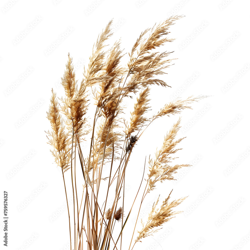 Pampas grass on a white background, dry spikelets, Dry reeds in boho style. Transparent background Pampas grass on a white background, dry spikelets, Dry reeds in boho style. Transparent background