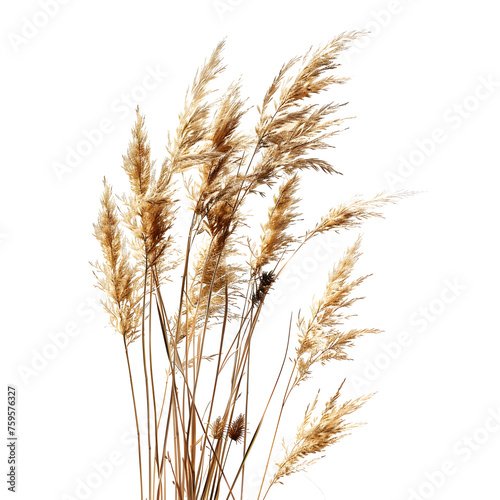 Pampas grass on a white background, dry spikelets, Dry reeds in boho style. Transparent background