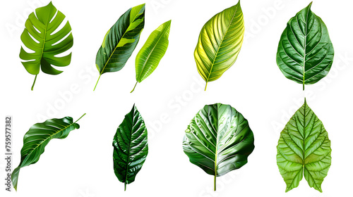 Natural of Tropical green leaves of leaf isolated on transparent png background,  © john