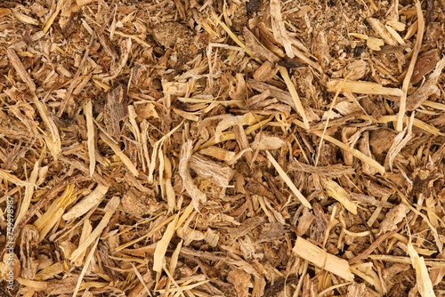Overhead view of dried angelica root (Angelica archangelica)