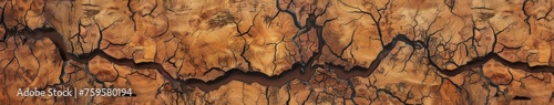 Close Up of Leafless Tree Trunk