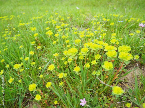 Euphorbia, flowering plant, spurge, Euphorbiaceae. Euphorbia serrata, serrated Tintern spurge, sawtooth upright spurge. Perennial herb. At the ends of the branches are inflorescences of tiny flowers. photo