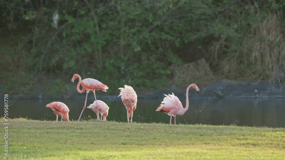 Wildlife Tropical Birds - American Flamingo  in Super Slow Motion 4K 120fps