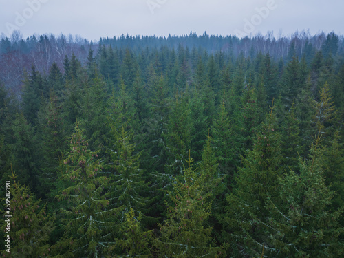Nature of Estonia  spruce forest in early spring in cloudy foggy weather  aerial photo from a drone.