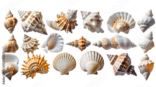 Seashell Collection on Transparent Background, PNG Design Set - Hand Edited Generative AI