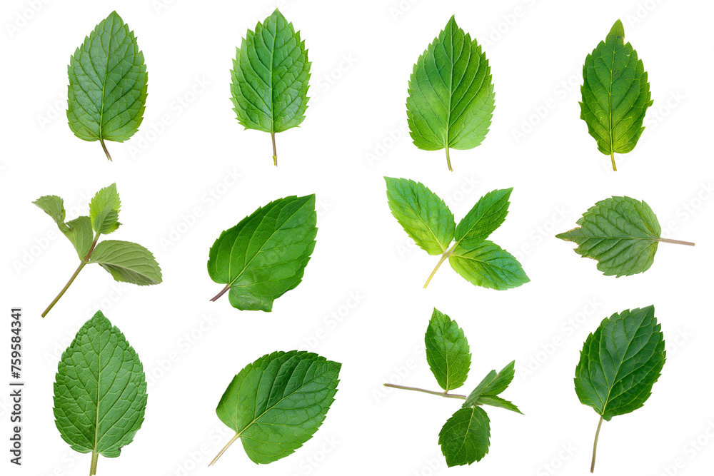 Set of fresh mint leaves isolated on a transparent background Set of fresh mint leaves isolated on a transparent background