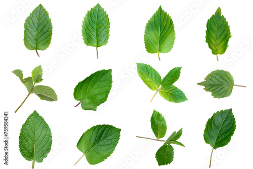 Set of fresh mint leaves isolated on a transparent background