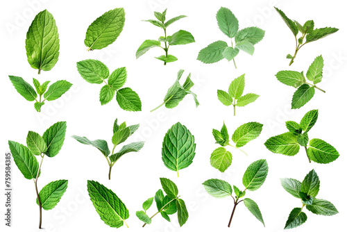 Set of fresh mint leaves isolated on a transparent background