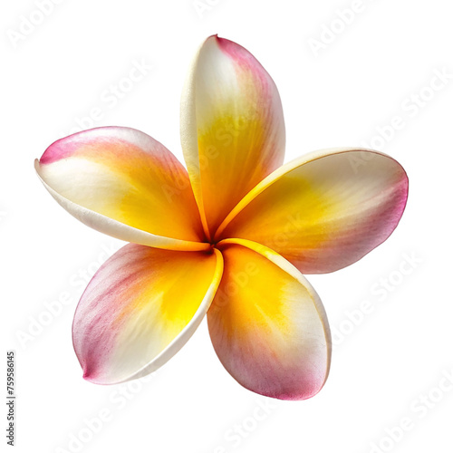 Frangipani flower isolated on transparent background.