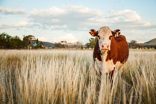 Landscape photo of breeding beef cow in long grass at farm paddock photo