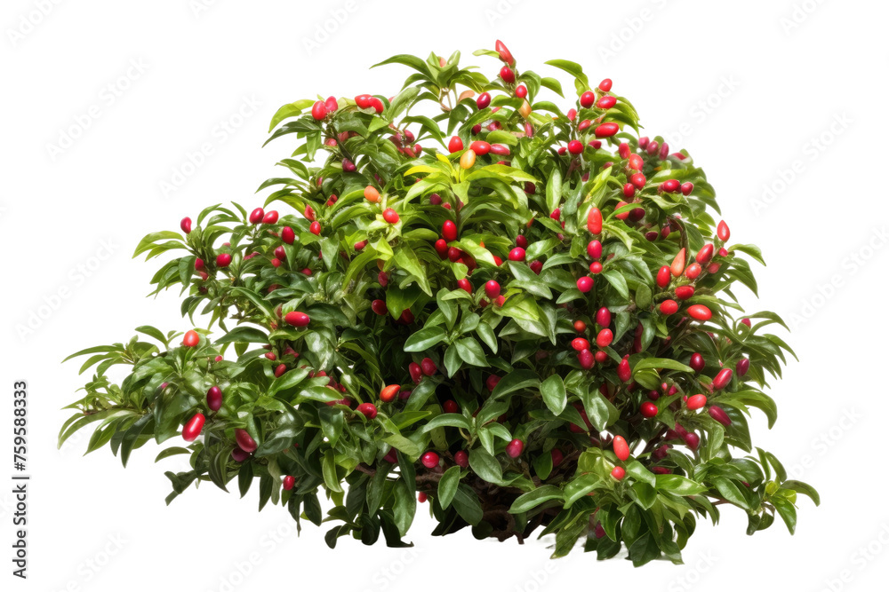 Bush With Red Flowers and Green Leaves. on a White or Clear Surface PNG Transparent Background. Bush With Red Flowers and Green Leaves. on a White or Clear Surface PNG Transparent Background.