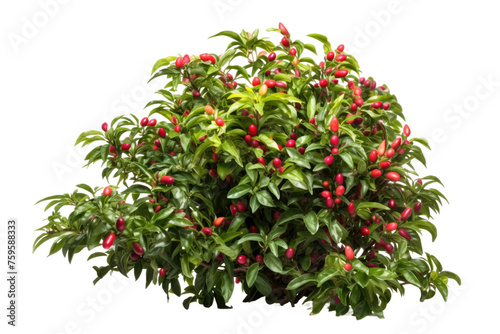 Bush With Red Flowers and Green Leaves. on a White or Clear Surface PNG Transparent Background.
