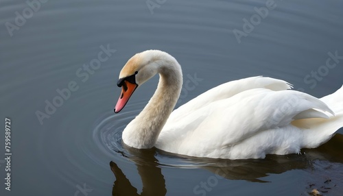 A Swan With Its Beak In The Water Searching For F