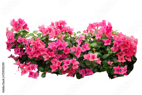A bunch of bougainvillea hybrid flowers isolated on a transparent background