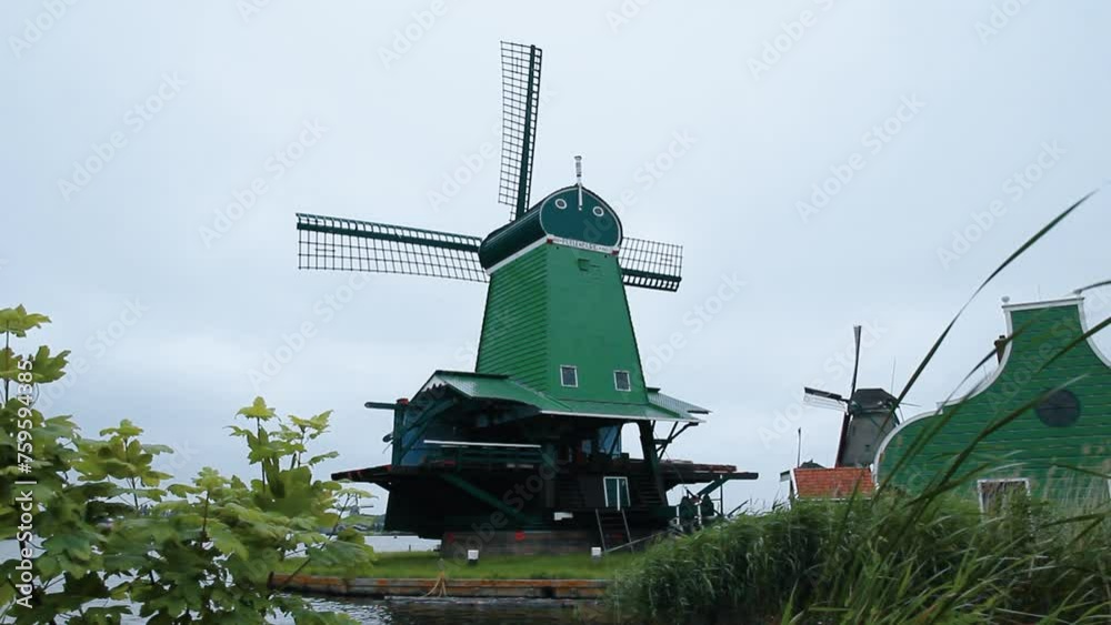 Primer término de viento agitando vegetación próxima a los molinos centenarios holandeses con las astas girando en Zaanse Schans (Holanda)