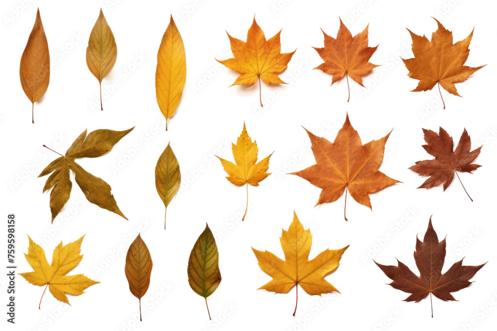 Fototapeta premium Assorted Colored Leaves on White Background. on a White or Clear Surface PNG Transparent Background.