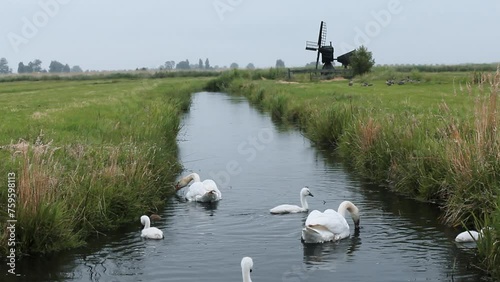 Paisaje abierto con familia de cisnes navegando y alimentándose de plantas acuaticas en primer termino en un canal holandés en Zaanse Schans photo