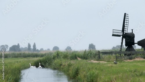 Cisne saliendo del agua para comer hierva y su familia permanece en el agua navegando y alimentándose en un canal holandés en Zaanse Schans photo