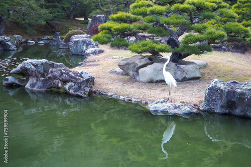 栗林公園 Ritsurin Garden, pine tree, white crane