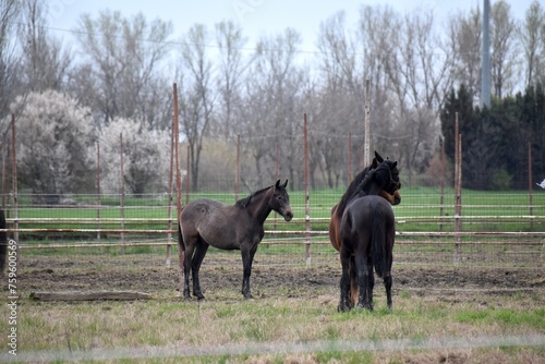 horse in the field