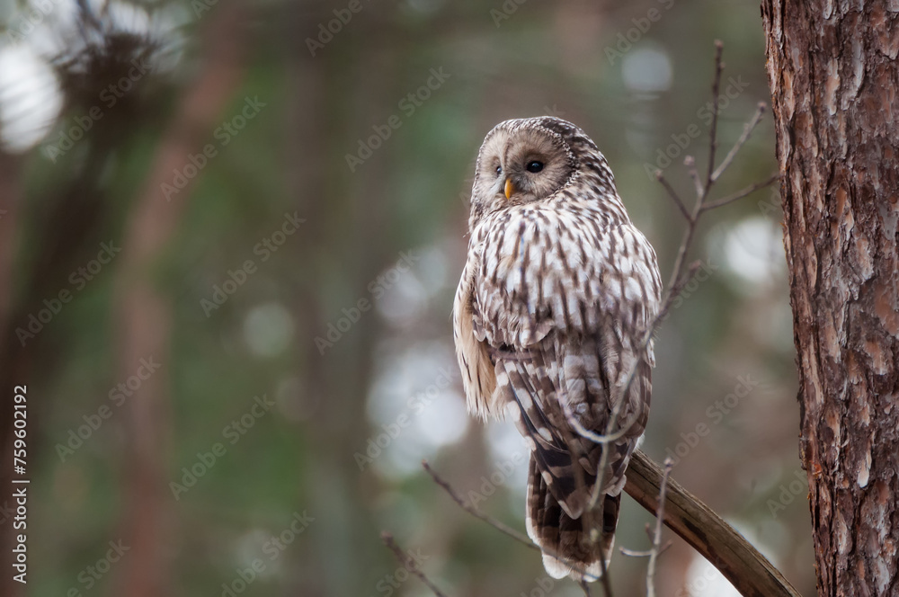 Obraz premium Puszczyk uralski