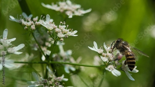 Flying honey bee collecting pollen at white coriander flower, Bee on flower, Closeup or macro of Honey bee. © Habib Munshi