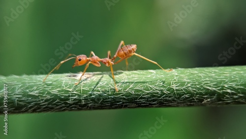Red ant, Red ant walking on a bamboo, Macro of Closeup of a red ant in green background © Habib Munshi