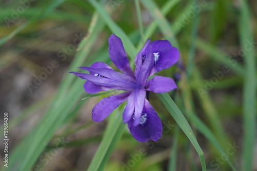 Heteranthera limosa or water hyacinth photo