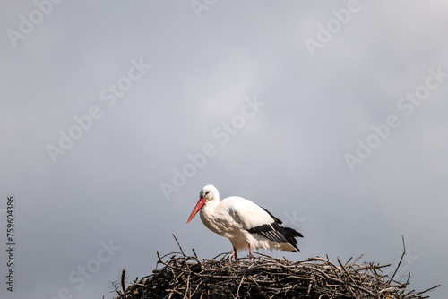 white stork in the nest