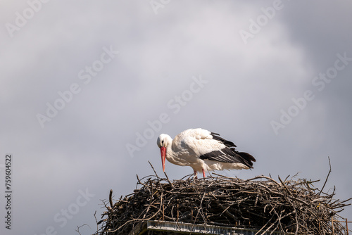 stork in the nest