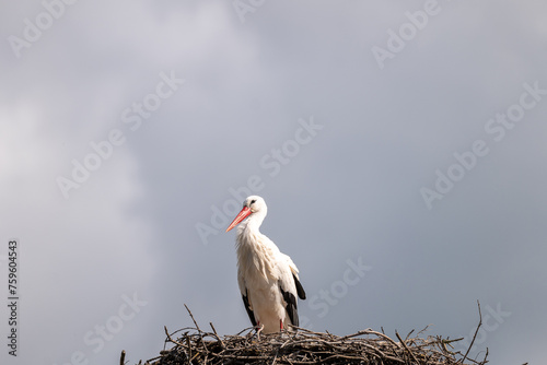 stork in the nest