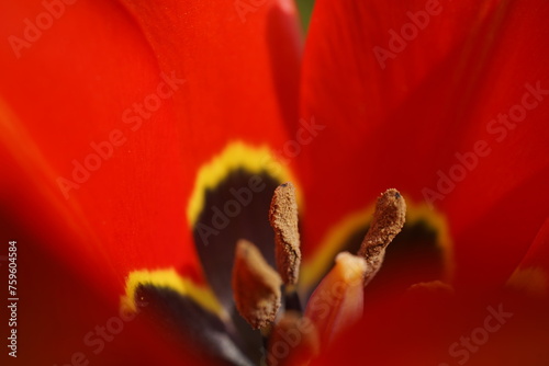 A close up of red blooming eyed tulips  tulipa agenensis  in a garden in spring