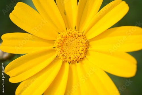 Orange-yellow Coleostephus myconis flowers  close up. Chrysanthemum myconis  known as Corn Marigold  is annual  herbaceous  flowering plant belonging to the genus Coleostephus of the family